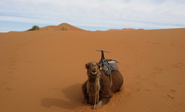 smiling camel sitting in the dunes, saddled and ready to ride