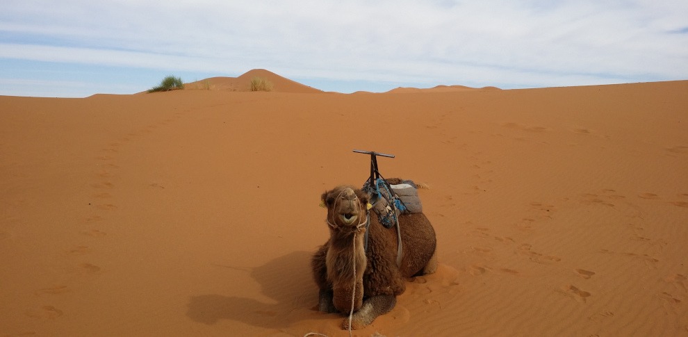 smiling camel sitting in the dunes, saddled and ready to ride