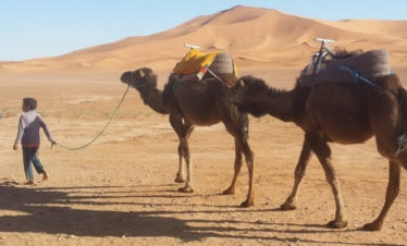 camelman & child leading saddled camels in front of big dunes
