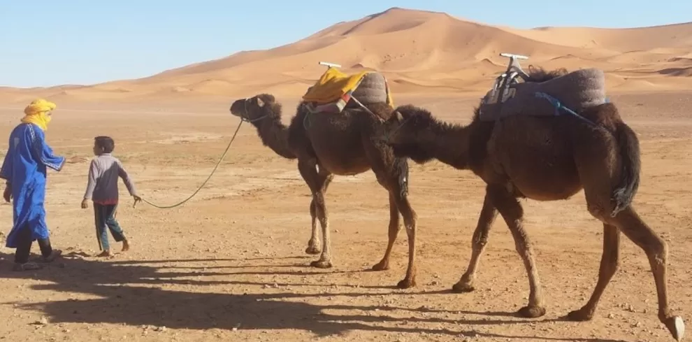 camelman & child leading saddled camels in front of big dunes