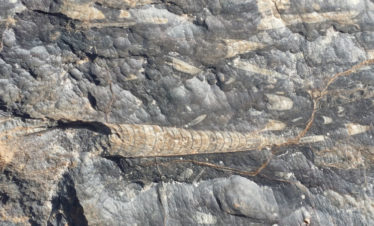 ocean fossils embedded in desert rock - detail
