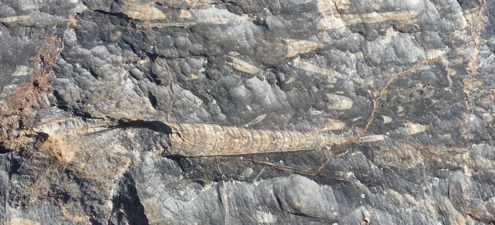 ocean fossils embedded in desert rock - detail