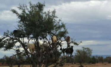 goats in argan tree - southern Morocco