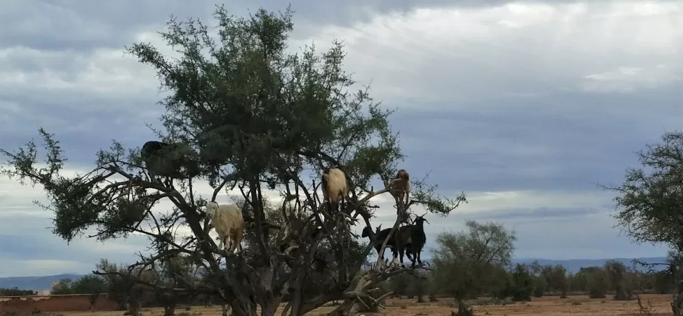 goats in argan tree - southern Morocco
