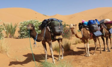 saddled & laden camels beside oleander bushes in front of big dunes