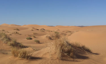 area of small undulating dunes with long grasses growing