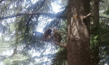 barbary apes in tree - Azrou