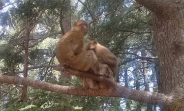 barbary apes on tree branch in Azrou