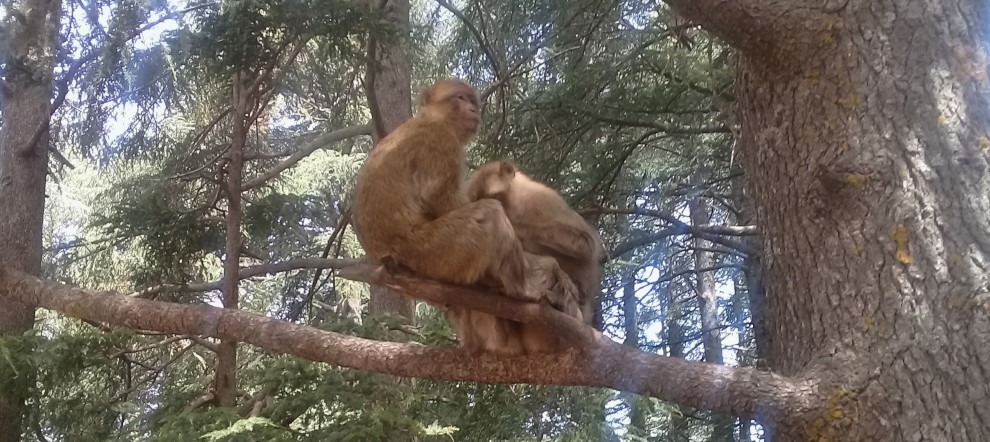 barbary apes on tree branch in Azrou