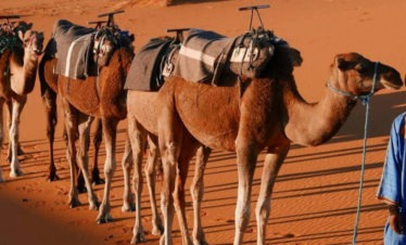 Camelman with short camel caravan in the big dunes
