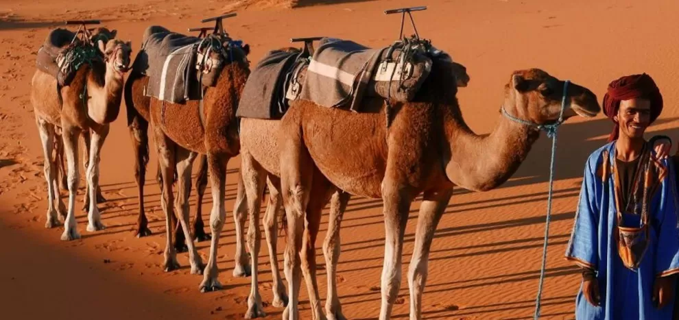 Bedouin camelman standing with short camel caravan in red sand dunes - gallery image for 7 day Morocco itinerary from Fes - "Walled Cities & Wide-Open Spaces"