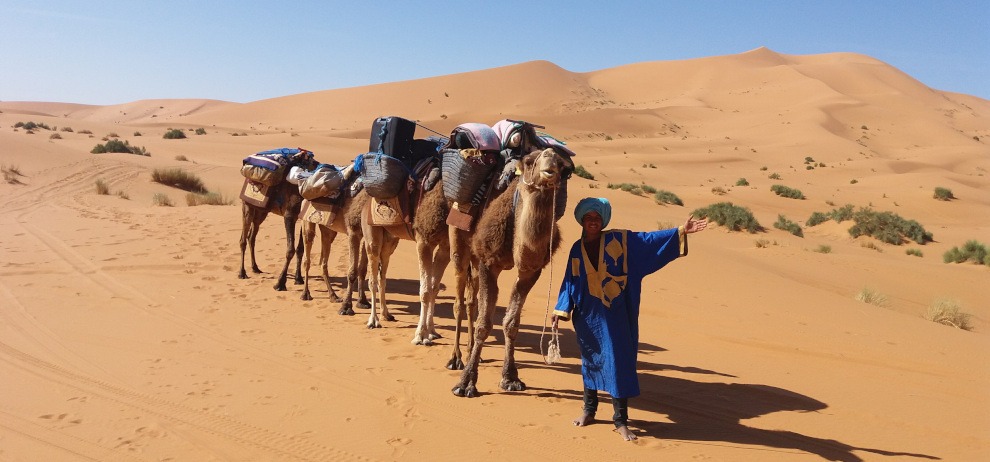 camelman in traditional blue garment with string of saddled, laden camels in front of big dunes