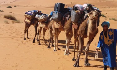 camelman with camel caravan in golden dunes