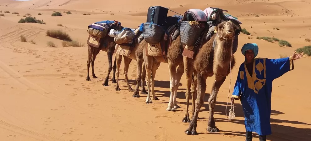 camelman with camel caravan in golden dunes
