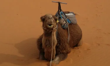happy, saddled camel sitting in the sand