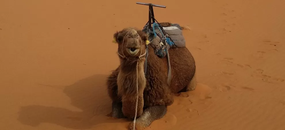 happy, saddled camel sitting in the sand