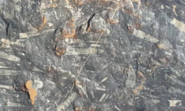 ocean fossils embedded in black desert rock - detail