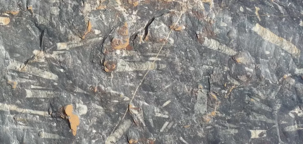 ocean fossils embedded in black desert rock - detail