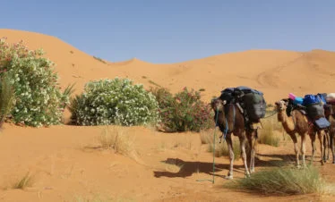 saddled & laden camels in dunes beside oleander bushes