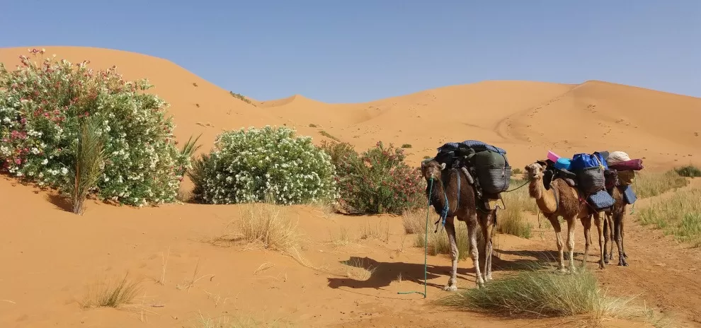 saddled & laden camels in dunes beside oleander bushes