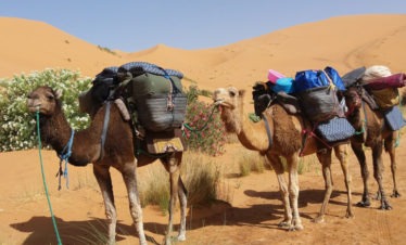 fully laden camels beside oleander bushes in big dunes