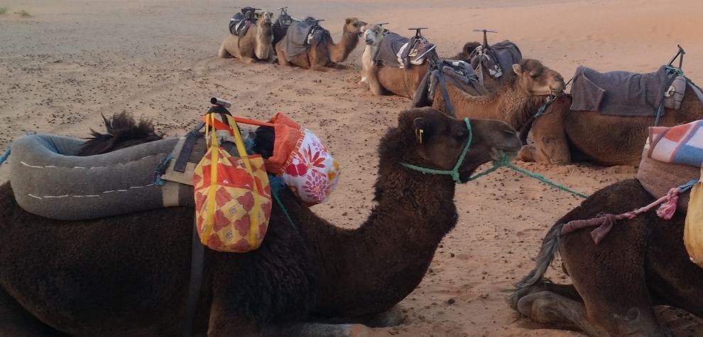 camel caravan sitting in the sand, saddled and laden with bags