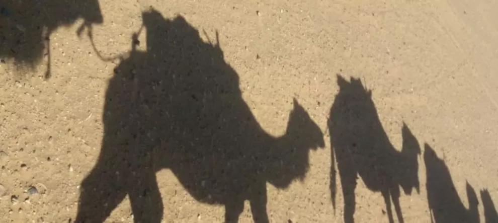 camel-caravan-shadow-2-990×443