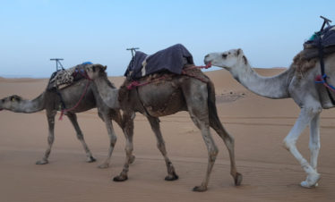 camelman in traditional blue garment leading saddled camels with dunes of Erg Chebbi in background