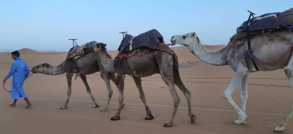 camelman in traditional blue garment leading saddled camels with dunes of Erg Chebbi in background