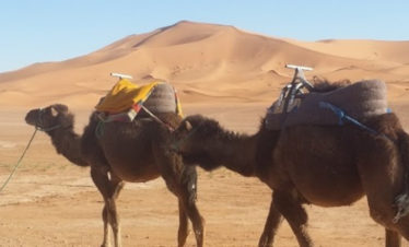 2 saddled camels walking in front of big dunes of Erg Chebbi