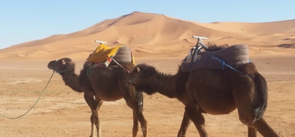 2 saddled camels walking in front of big dunes of Erg Chebbi
