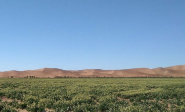 view of dunes of Erg Chigaga in distance with small green shrubs in foreground