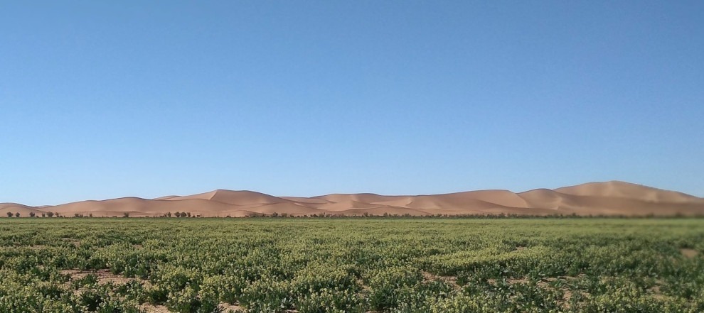 view of dunes of Erg Chigaga in distance with small green shrubs in foreground