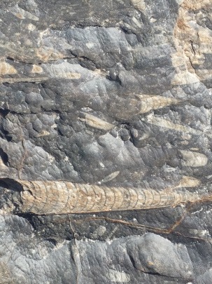 ocean fossils embedded in desert rock