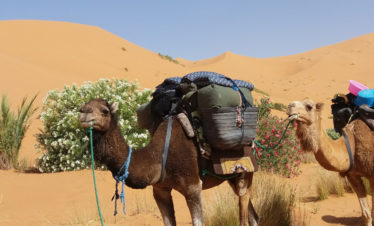 2 saddled and fully laden camels beside oleander bushes in big dunes