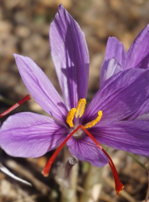 feature pic for Taliouine-close-up of light purple crocus showing saffron