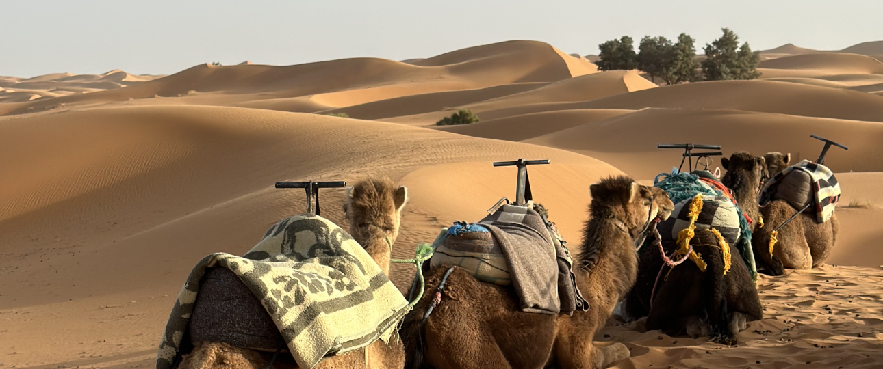 feature image for Tours from Agadir page - Wild Desert of Morocco