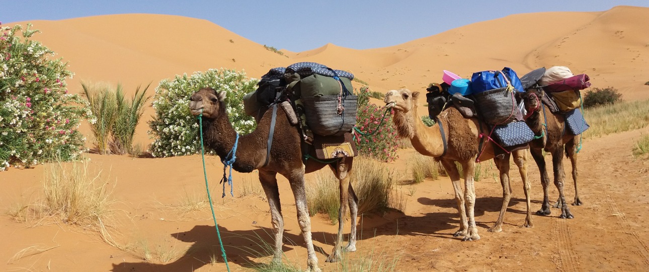 feature image for Sahara Camel-trekking Tours page - Wild Desert of Morocco